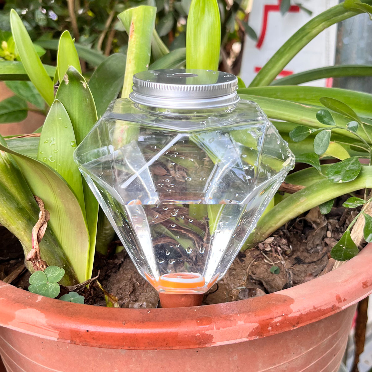 Plant Watering Globe - قطعة واحدة من جهاز سقي نباتات