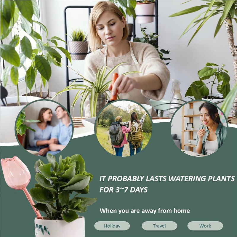كرات سقي نباتات التوليب الوردي - مراجعة Plant Watering Globe وسعره