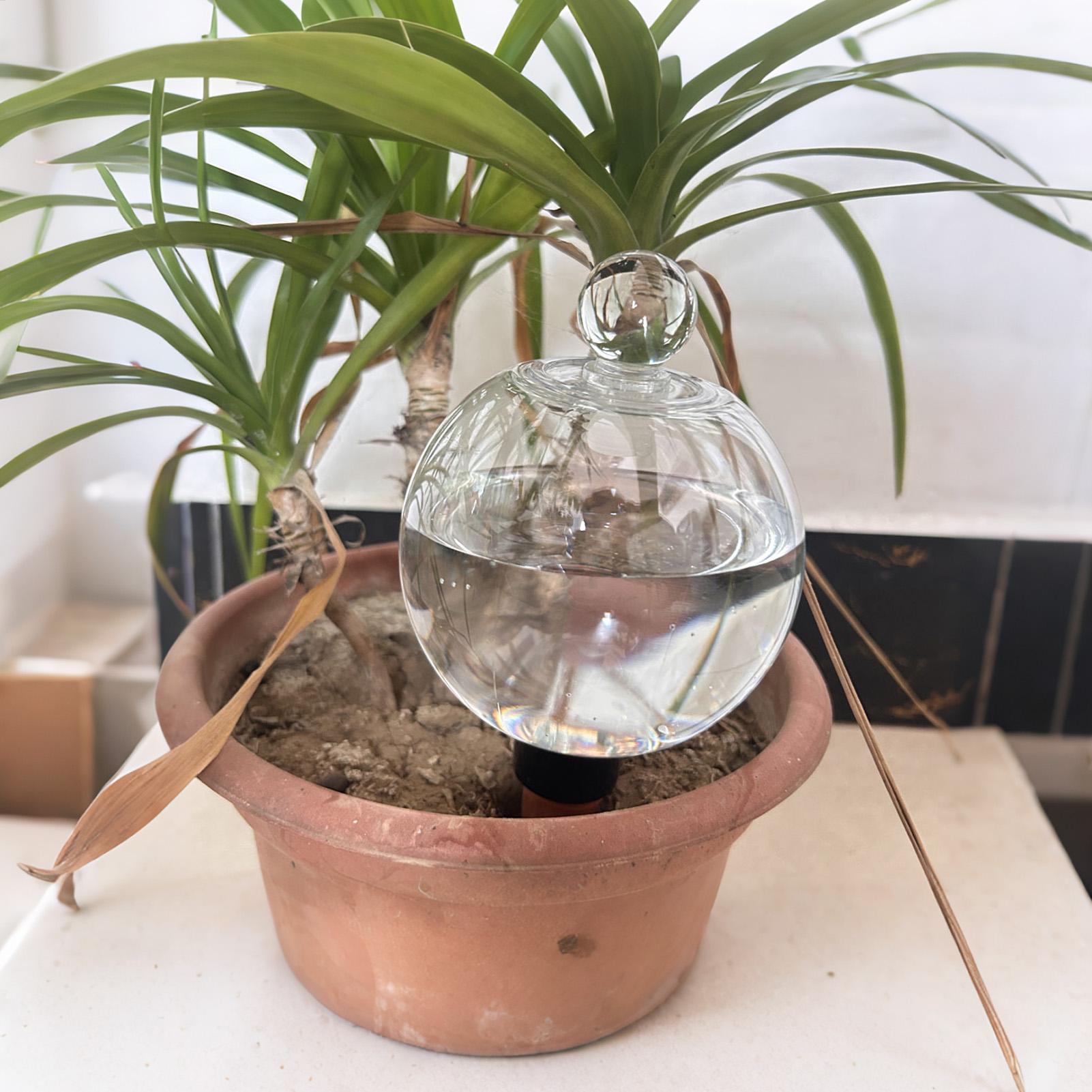 كرات سقي النباتات 4 قطع 500 مل - مراجعة Plant Watering Globe وسعره