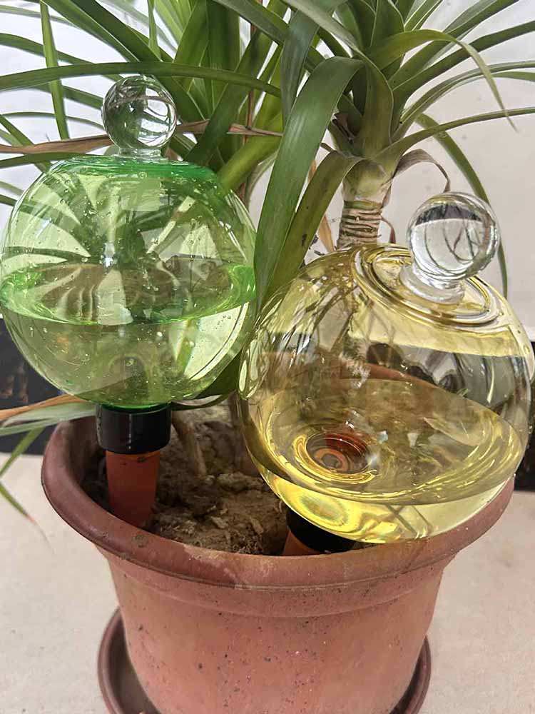 كرات ري ذاتية سعة 500 مل، كرات - مراجعة Plant Watering Globe وسعره