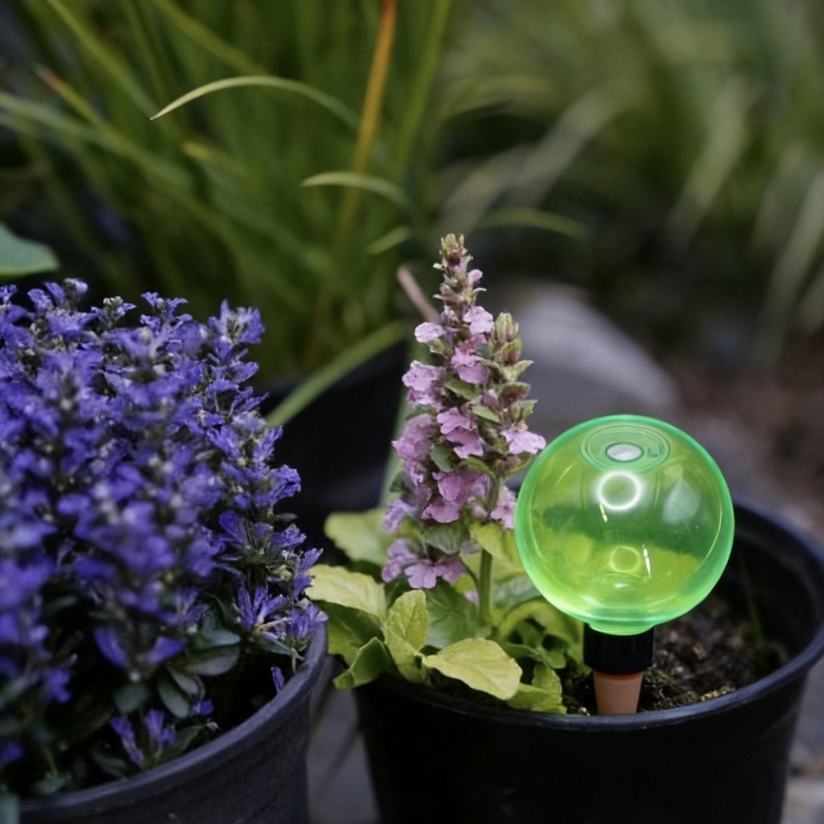 3 قطع من كرات الري الذاتي الكب - مراجعة Plant Watering Globe وسعره