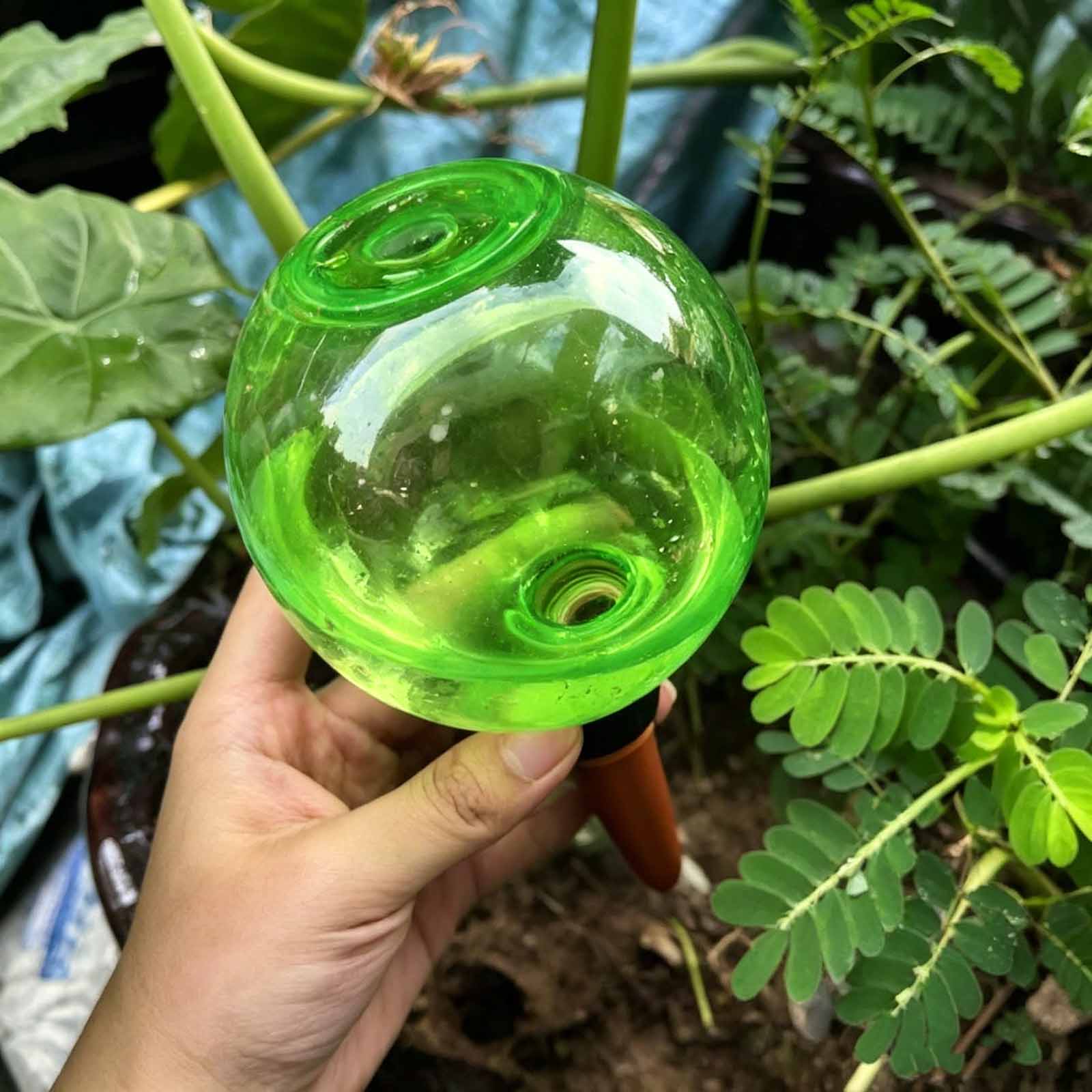 1/4 قطعة كرات ري ذاتي للنباتات - مراجعة Plant Watering Globe وسعره