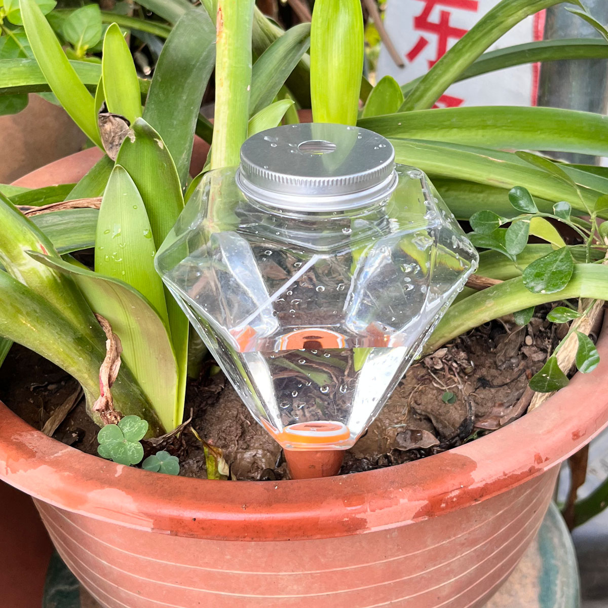 قطعة واحدة من جهاز سقي نباتات  - مراجعة Plant Watering Globe وسعره