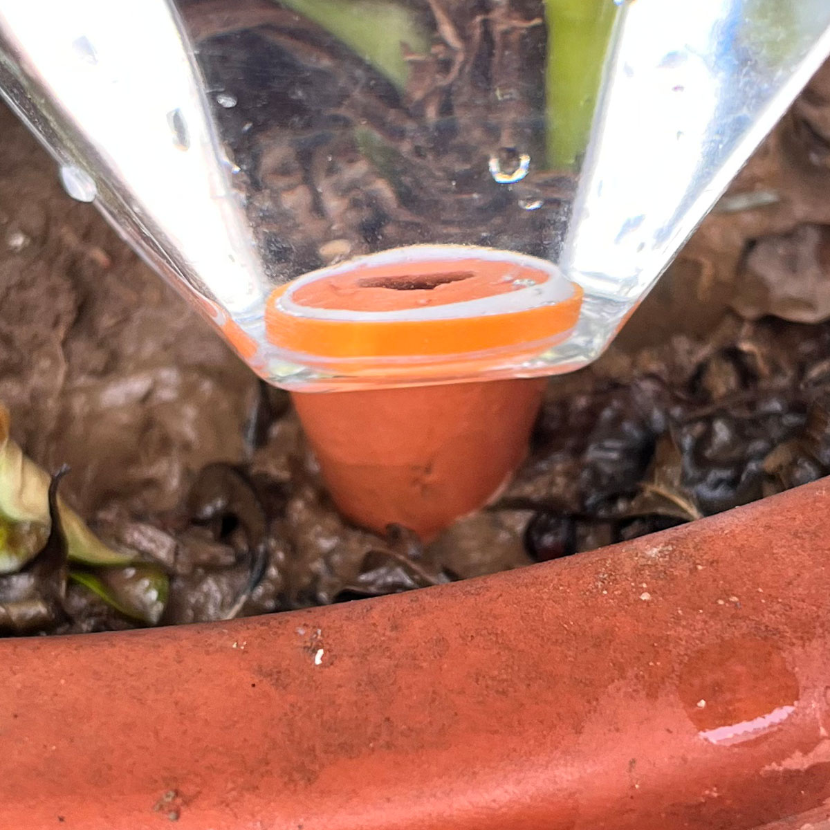 قطعة واحدة من جهاز سقي نباتات  - مراجعة Plant Watering Globe وسعره